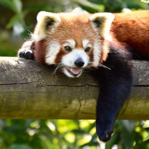 Image of red panda for animal care and management T level course