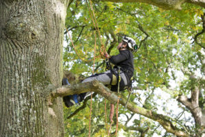 Trees & Woodland T Level student abseiling down a tree.